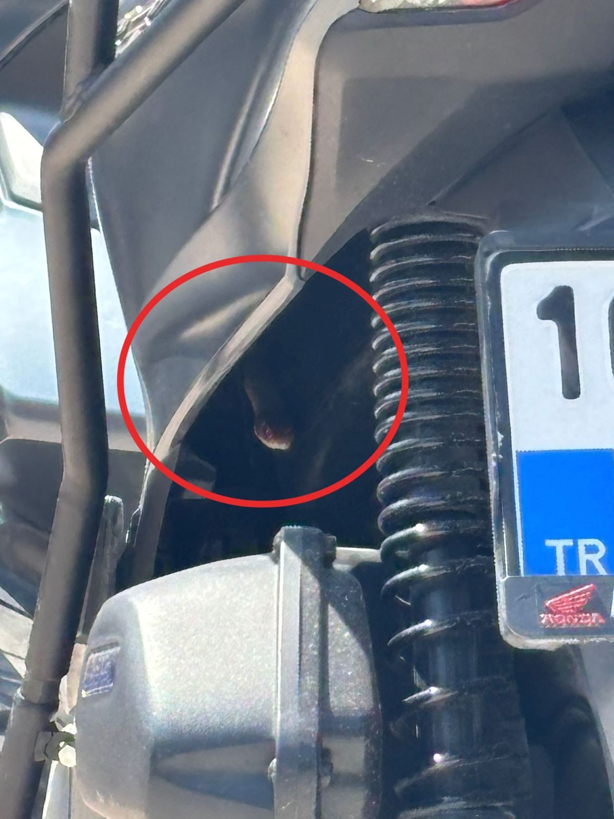 İnegöl'de motosiklet sürücülerinin yılan paniği yaşadığı olay detayları ve güvenlik