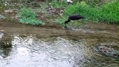 İnegöl'de nadiren görülen kara leylek, doğa tutkunlarının ilgisini çeken eşsiz