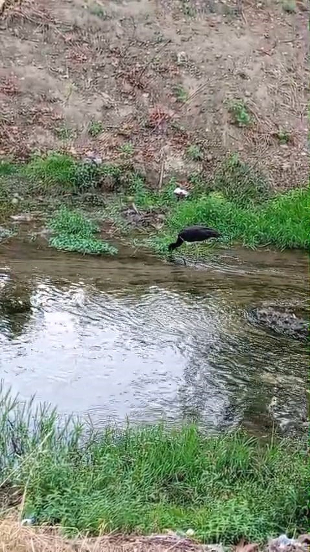 İnegöl'de nadiren görülen kara leylek, doğa tutkunlarının ilgisini çeken eşsiz