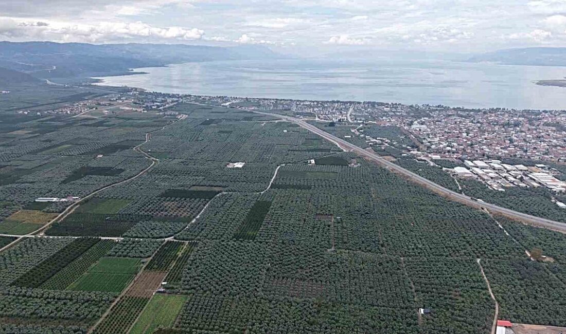 İznik'te Müşküle üzümünde hasat zamanı, geleneksel kutlamalar ve coşku dolu