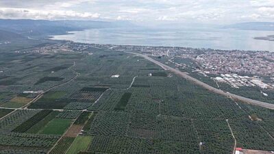 İznik'te Müşküle üzümünde hasat zamanı, geleneksel kutlamalar ve coşku dolu