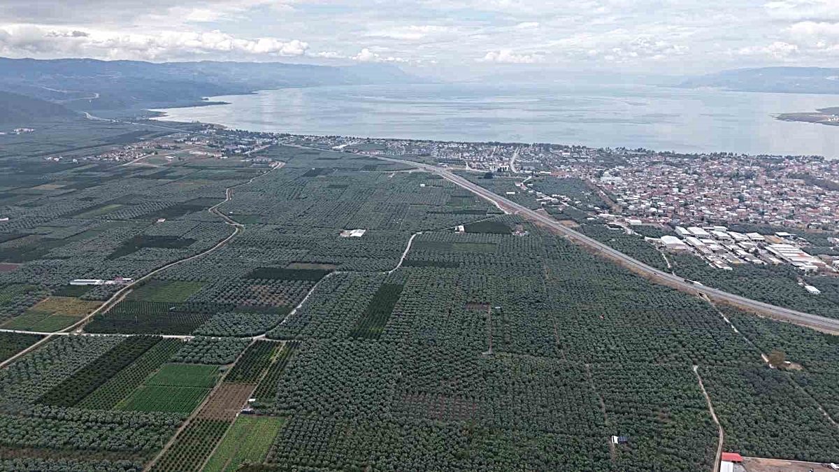 İznik'te Müşküle üzümünde hasat zamanı, geleneksel kutlamalar ve coşku dolu