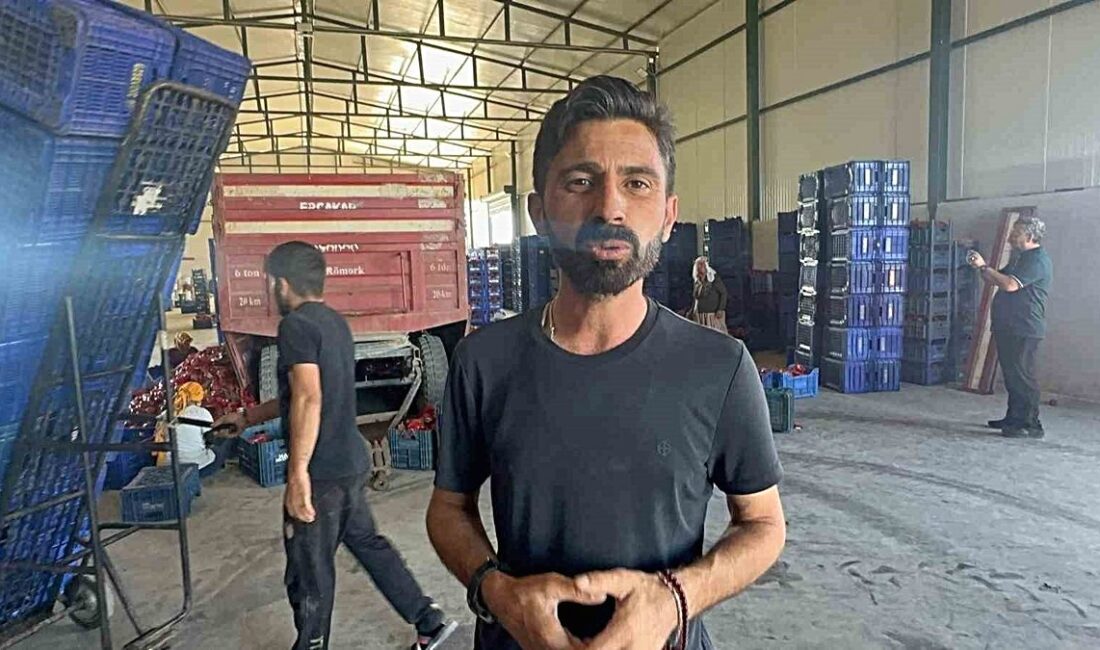 Karacabey'de salçalık biber hasadı başladı, bölgedeki çiftçiler verimli bir sezon