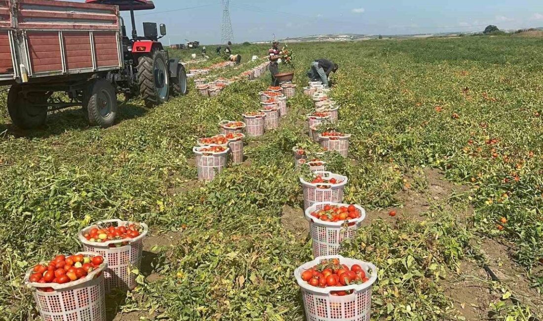 Karacabey'de tarımsal su kirliliği sorunu, ekosistem ve halk sağlığı açısından