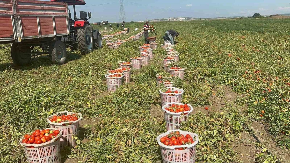 Karacabey'de tarımsal su kirliliği sorunu, ekosistem ve halk sağlığı açısından