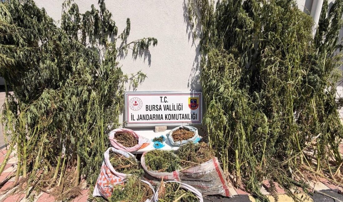 Karacabey’de gerçekleştirilen uyuşturucu operasyonlarıyla ilgili resmi detaylar ve hızla gelişen