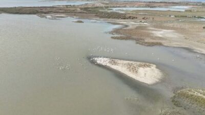 Karacabey gölünde pelikan sürüsü görüntülendi. Doğa tutkunları ve ziyaretçiler için