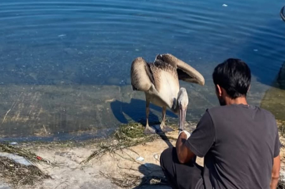 Mudanya'da Pelikan Göç yolu üzerinde bulundu