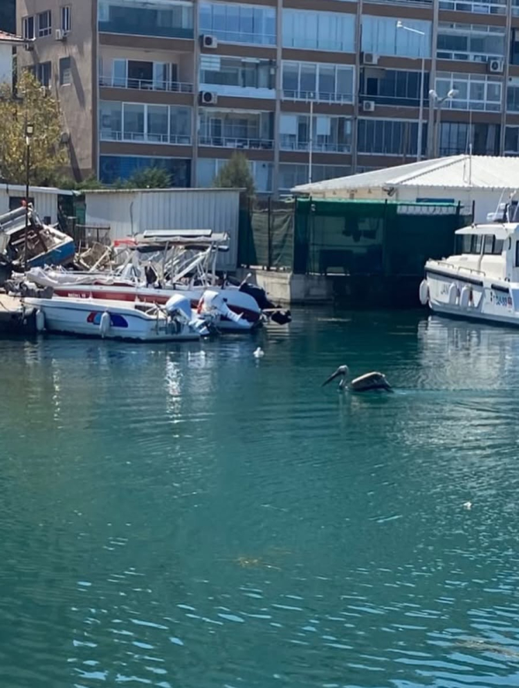 Mudanya'da Pelikan Göç yolu üzerinde bulundu