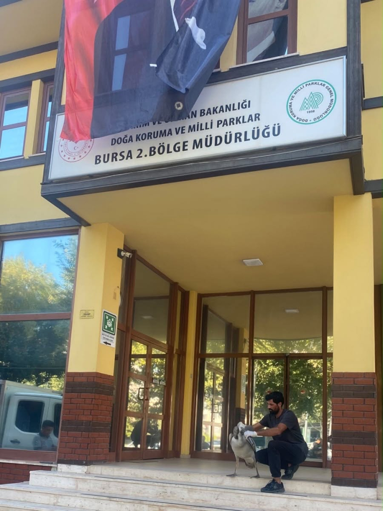 Mudanya'da Pelikan Göç yolu üzerinde bulundu
