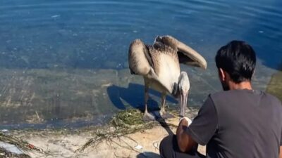 Mudanya'da Pelikan Göç Yolu üzerinde bulunan alan hakkında detaylı bilgiler