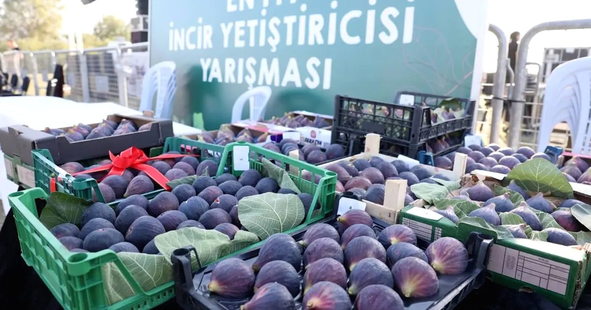 Nilüfer Belediyesi tarafından düzenlenen İncir Festivali, bölgenin kültürel zenginliklerini ve