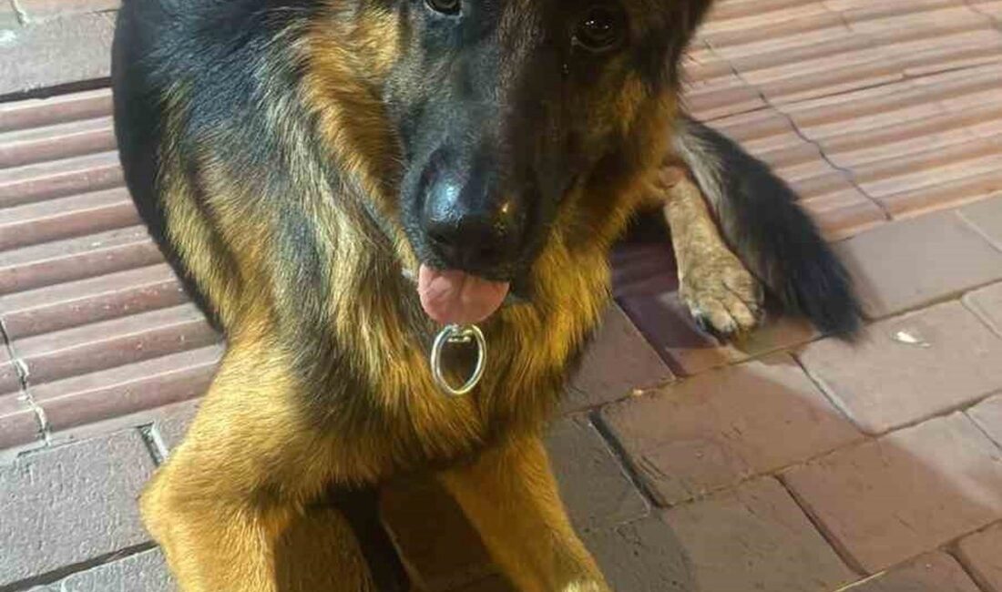Bursa İznik'te kaybolan köpeklerin bulunması için yürütülen arama çalışmaları hakkında