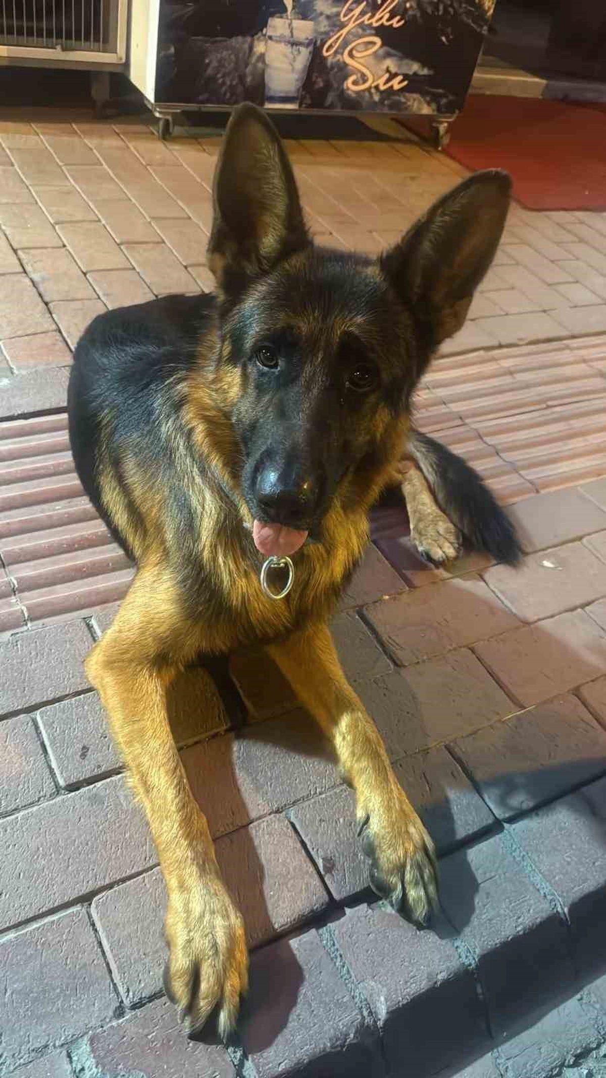 Bursa İznik'te kaybolan köpeklerin bulunması için yürütülen arama çalışmaları hakkında