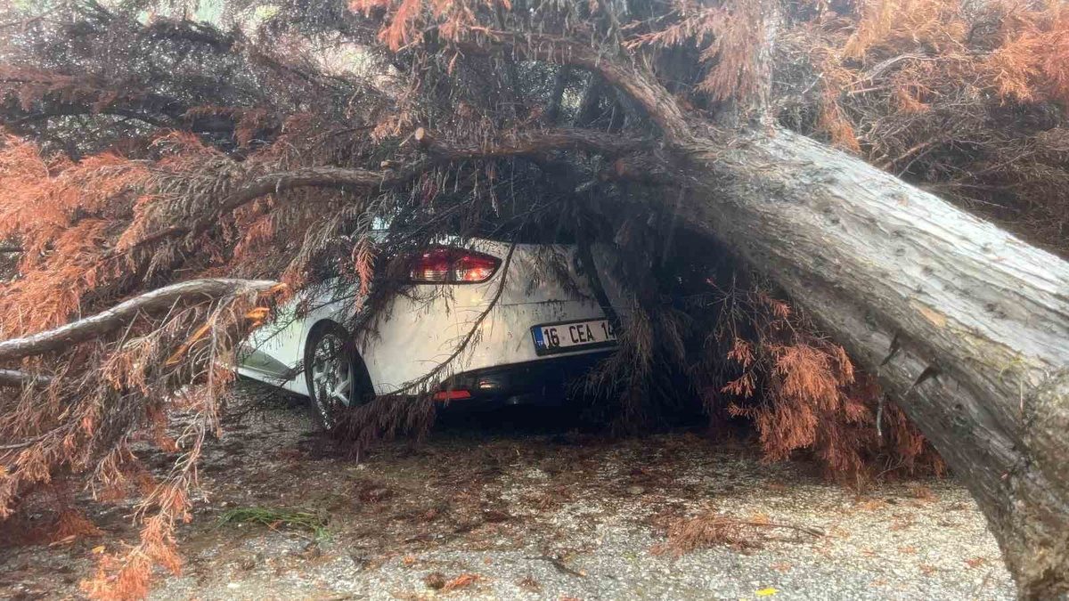 Bursa'da ağaç devrilmesi sonucu otomobile zarar verildiği olayla ilgili detaylar