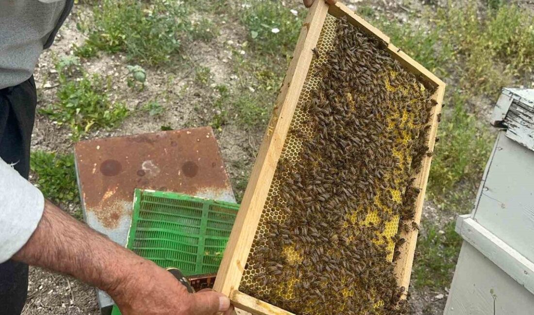 Bursa'da 20 yıldır arıcılıkta uzmanlaşmış, kalite ve başarı odaklı profesyonel