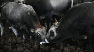 Bursa'da boz ırk sığırların kırdırımı hakkında detaylı bilgi ve uzman