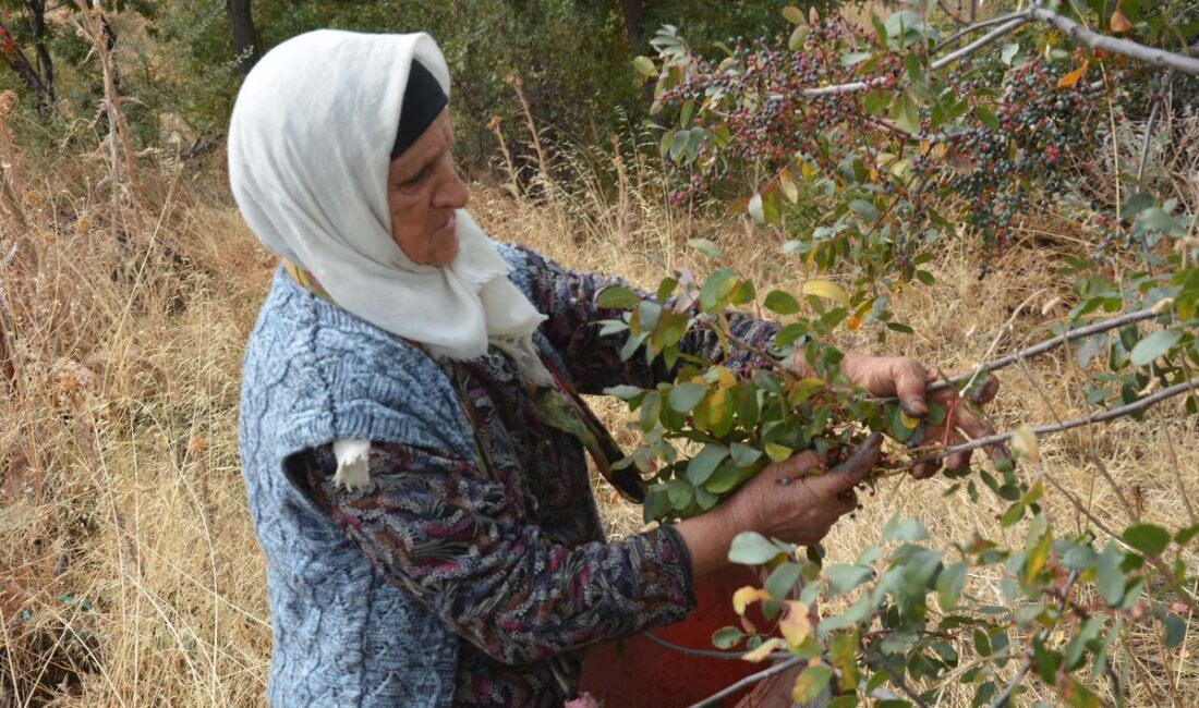 Bursa'da geleneksel olarak sürdürülen çitlembik toplama geleneği, kültürel mirasımızın önemli