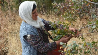 Bursa'da geleneksel olarak sürdürülen çitlembik toplama geleneği, kültürel mirasımızın önemli