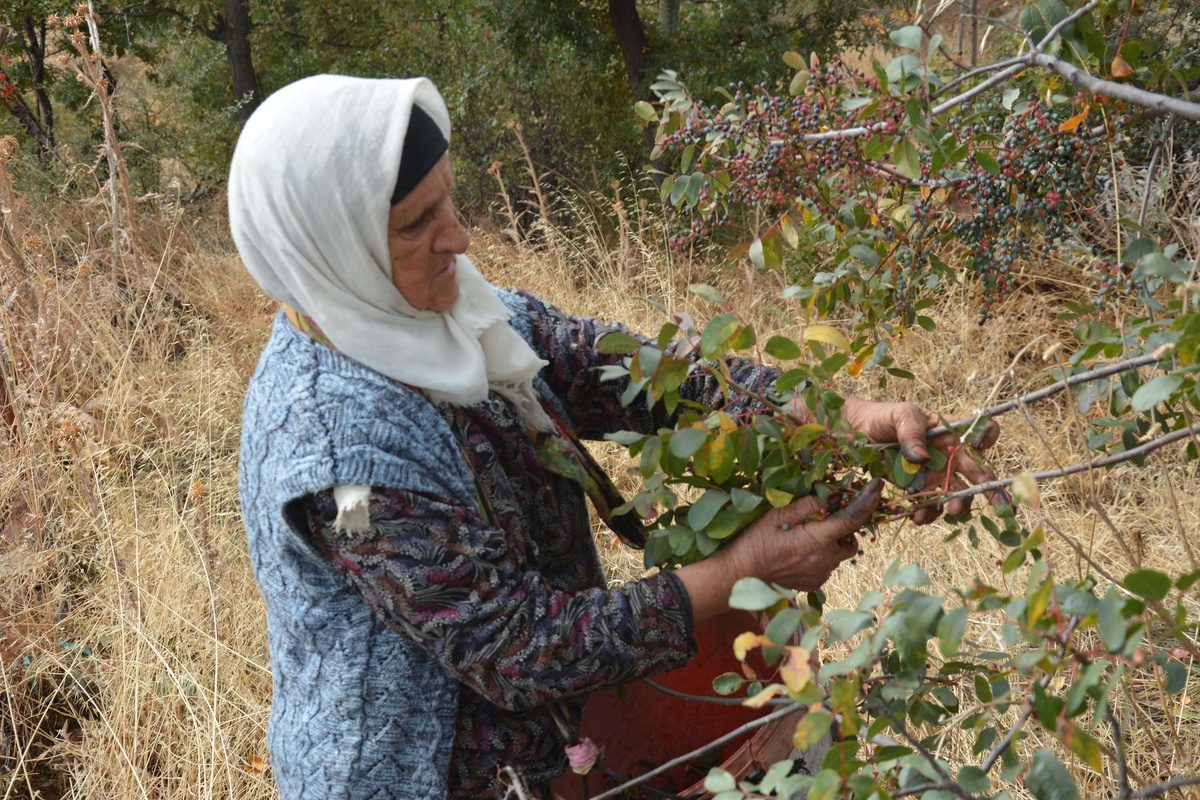 Bursa'da geleneksel olarak sürdürülen çitlembik toplama geleneği, kültürel mirasımızın önemli