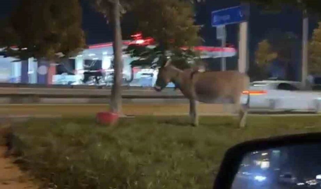 Bursa'da yaşanan ilginç olayda eşek ağaca bağlı kaldı. Detaylar ve