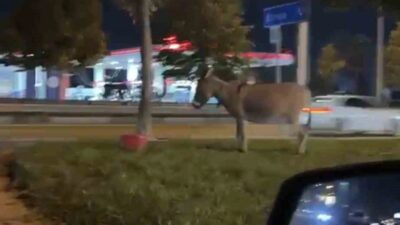 Bursa'da yaşanan ilginç olayda eşek ağaca bağlı kaldı. Detaylar ve