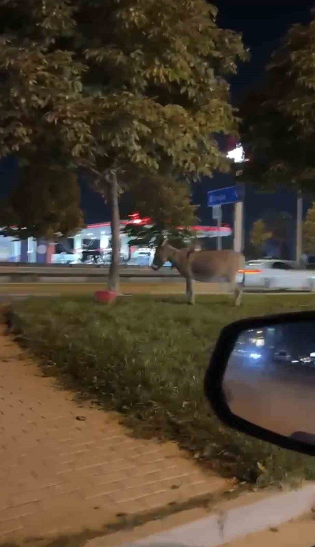Bursa'da yaşanan ilginç olayda eşek ağaca bağlı kaldı. Detaylar ve