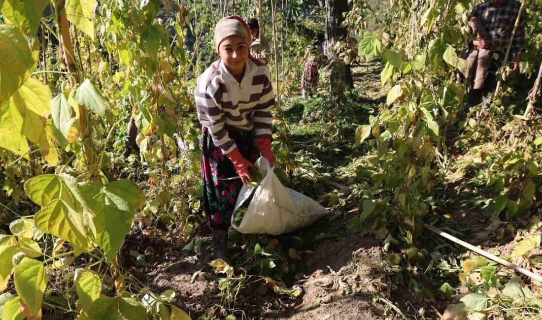 Bursa'da kestane hasadı başladı. Bölgede kalite ve verimliliği yüksek kestane