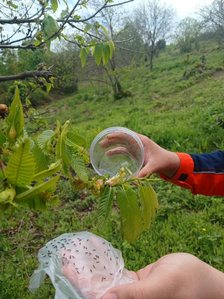 Bursa’da Kestane Hasadında Verim Artışı