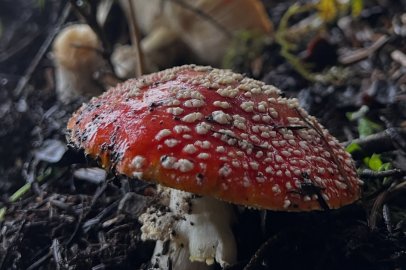 Bursa’da Mantar Zehirlenmesine Karşı Uyarı