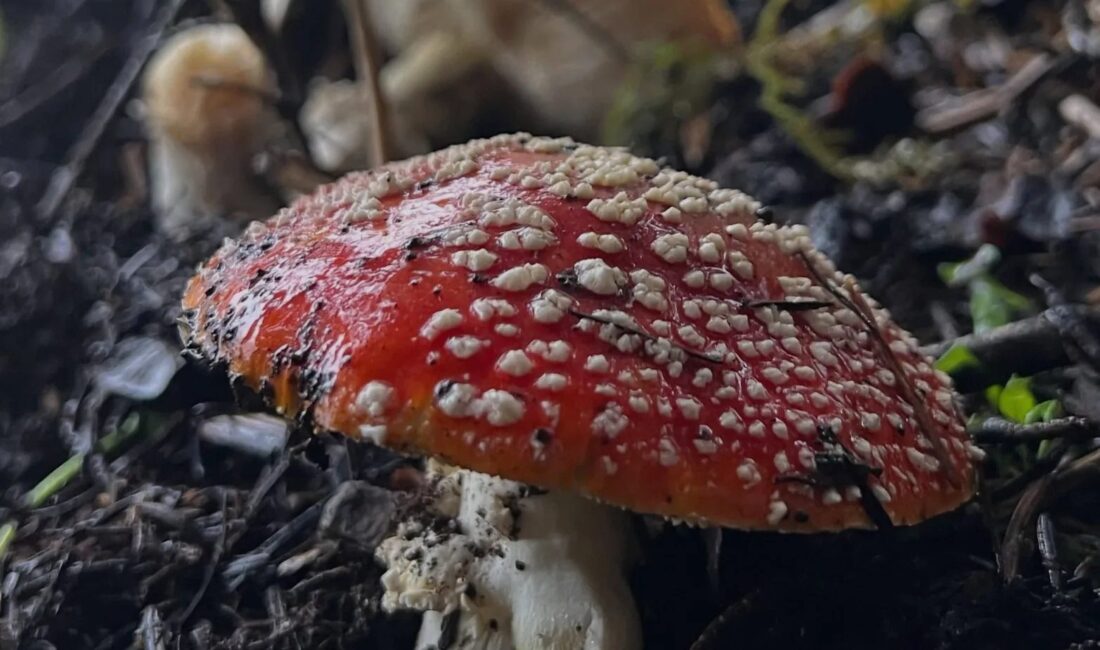 Bursa’da mantar zehirlenmelerine karşı uzmanlar uyarıyor. Riskleri öğrenin, doğadan toplanan