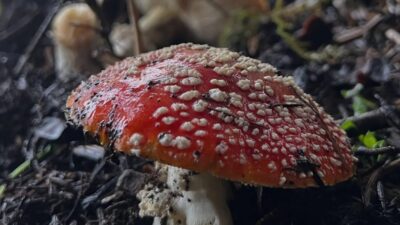 Bursa’da mantar zehirlenmelerine karşı uzmanlar uyarıyor. Riskleri öğrenin, doğadan toplanan