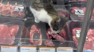 Bursa'da bir markette kedinin et yeme anını konu alan bu