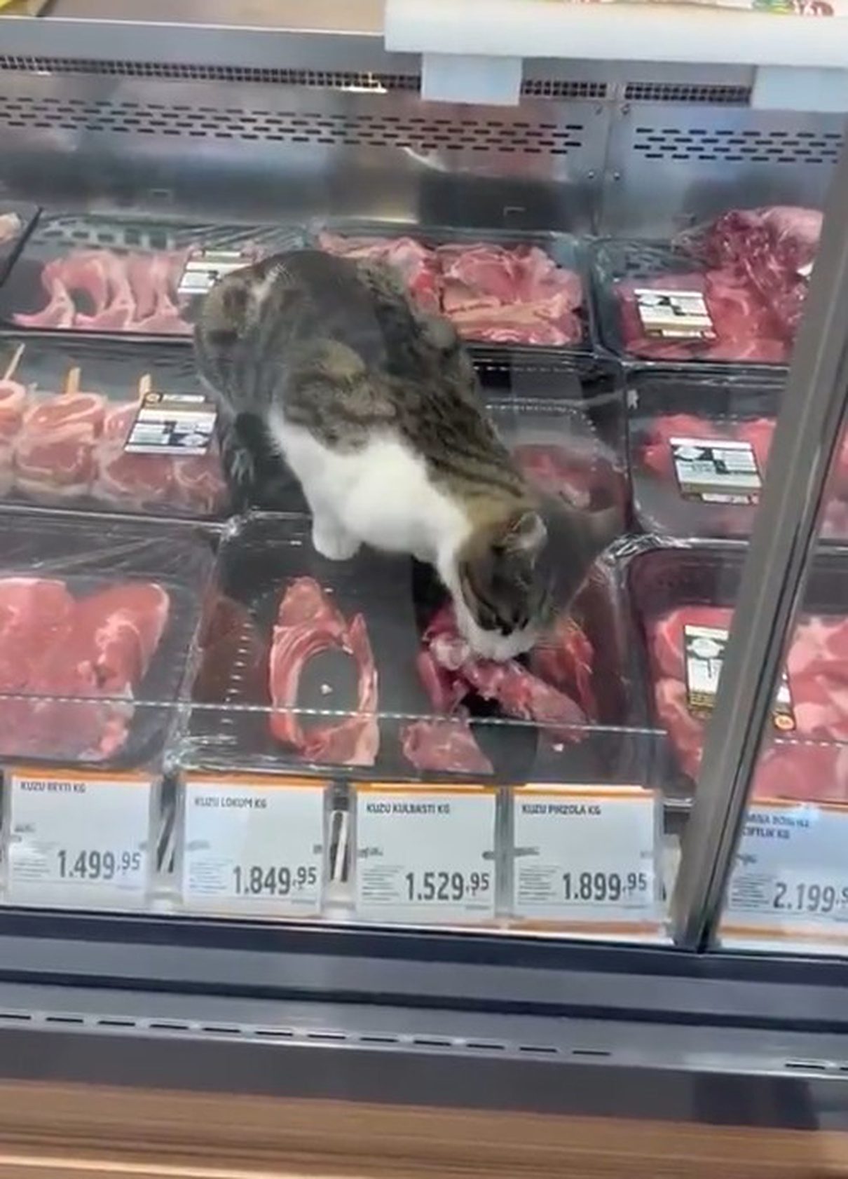 Bursa'da bir markette kedinin et yeme anını konu alan bu