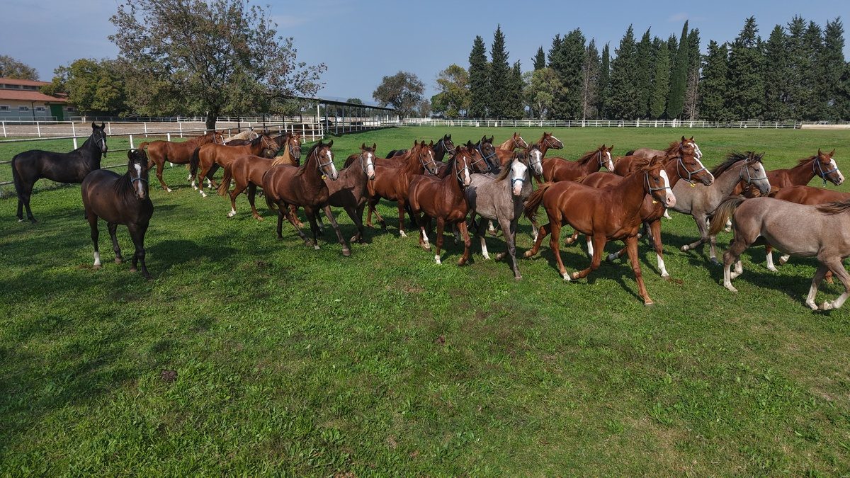 Bursa'da safkan Arap atları yetiştiriciliği konusunda uzmanlaşmış tesisler ve kaliteli