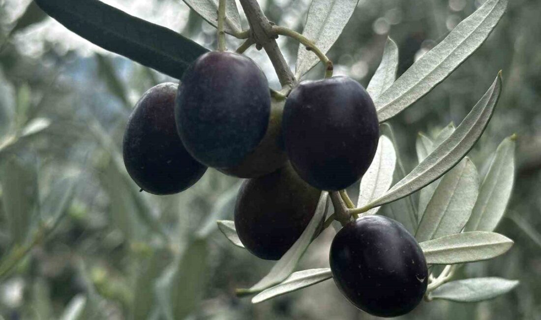 Bursa'da zeytin üretimi ve rekolte tahminleri hakkında detaylı bilgiler, güncel