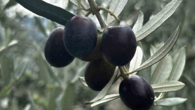 Bursa'da zeytin üretimi ve rekolte tahminleri hakkında detaylı bilgiler, güncel