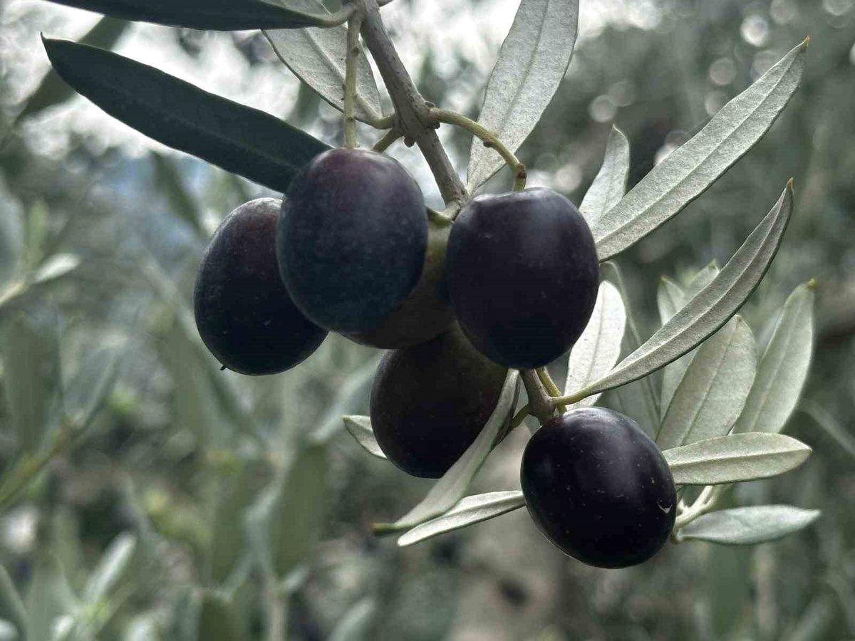 Bursa'da zeytin üretimi ve rekolte tahminleri hakkında detaylı bilgiler, güncel