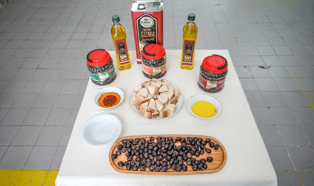 Gemlik’te zeytin üretimiyle hükümlülere mesleki beceriler kazandırılıyor; çalışma, üretime katkı