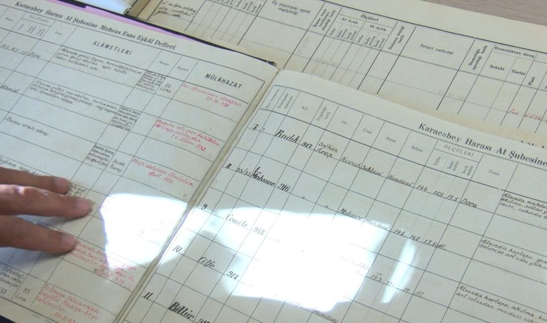 Karacabey’de Arap atları için kimlik kayıt süreci, başvuru koşulları ve