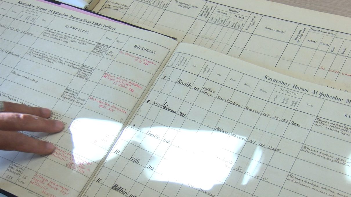 Karacabey’de Arap atları için kimlik kayıt süreci, başvuru koşulları ve
