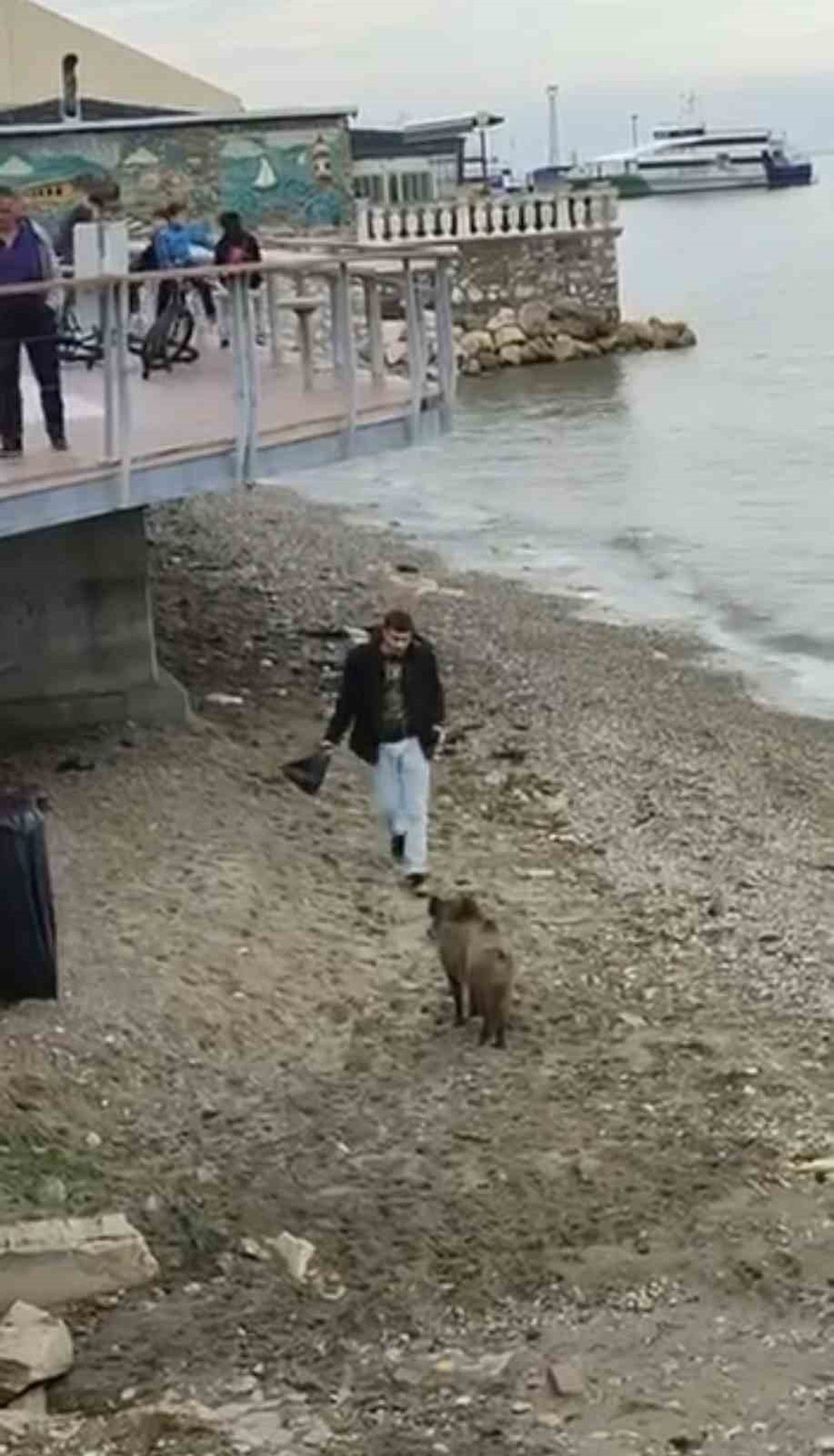 Mudanya sahiline inen yaban domuzu çevredekileri şaşırttı. O anlar merak