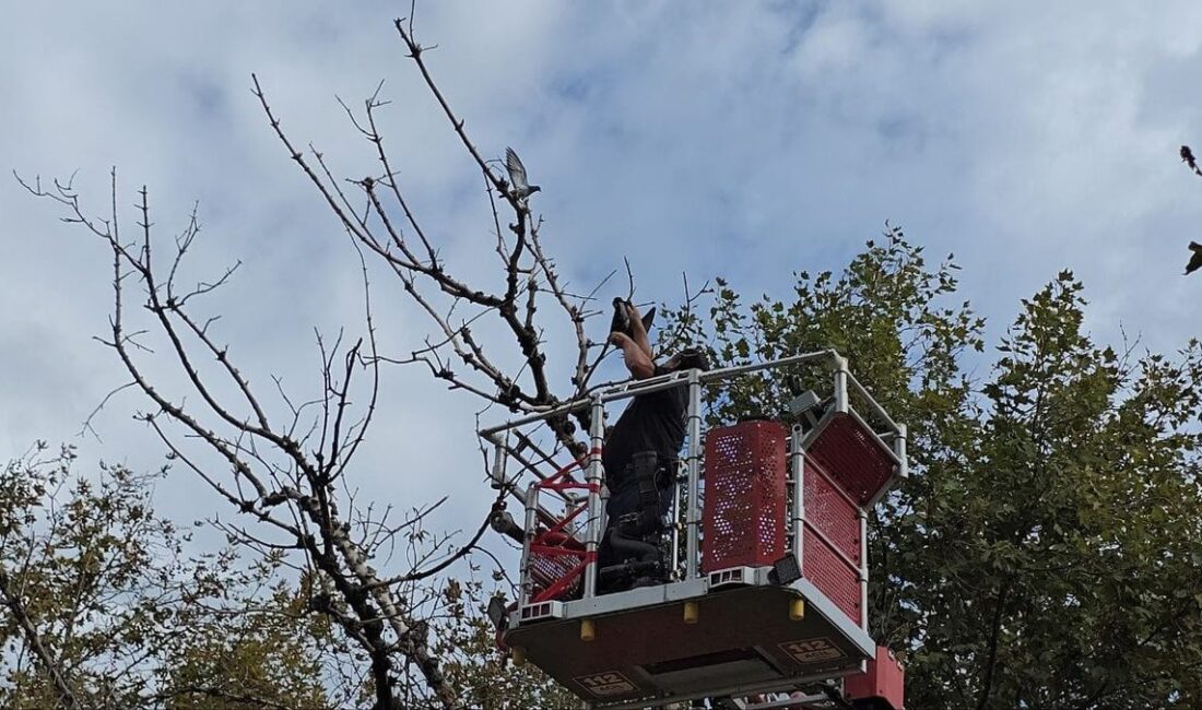 Mudanya'da gerçekleştirilen güvercin kurtarma operasyonu hakkında detaylı bilgi ve güncel