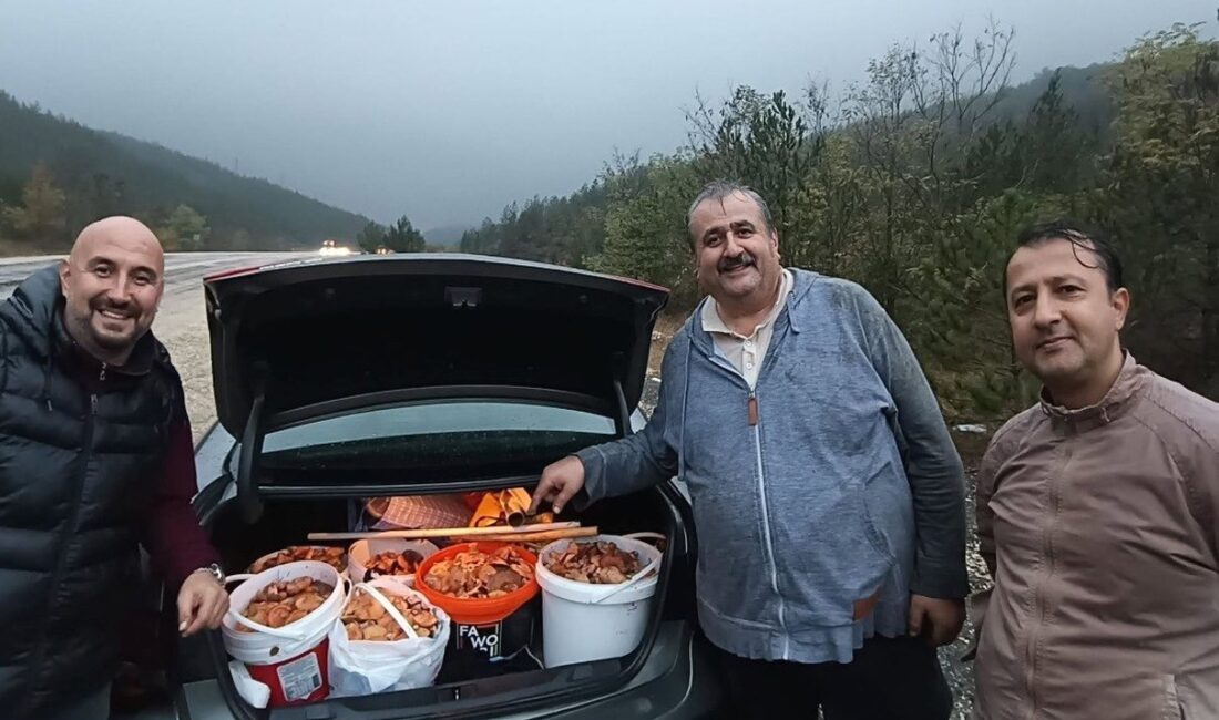 Orhaneli dağlarında yılın ilk melkileri toplandı. Bölgenin doğal güzellikleri ve