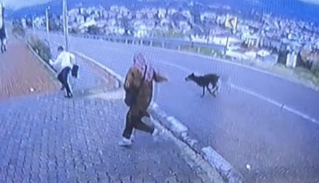 Orhangazi’de köpek saldırısı anları güvenlik kameraları tarafından kaydedildi. Olayın detayları