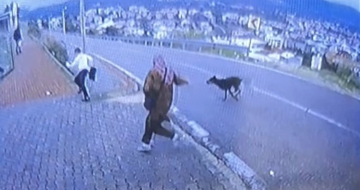 Orhangazi’de köpek saldırısı anları güvenlik kameraları tarafından kaydedildi. Olayın detayları