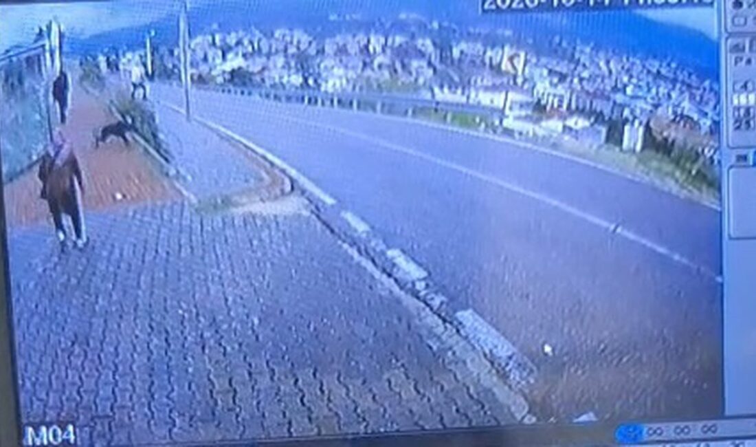 Orhangazi'de gerçekleşen köpek saldırısı sonucu çocuk yaralandı. Olayla ilgili detaylar