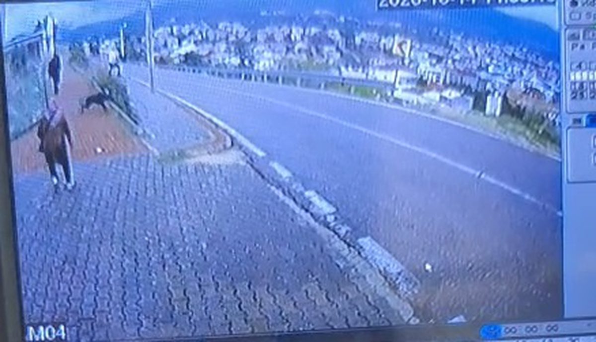 Orhangazi'de gerçekleşen köpek saldırısı sonucu çocuk yaralandı. Olayla ilgili detaylar