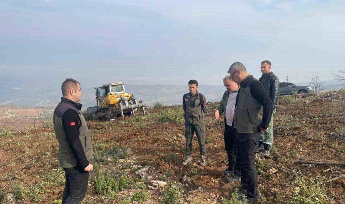 Osmaneli’de yangından etkilenen alanlarda yürütülen ağaçlandırma çalışmalarıyla doğa yeniden canlanıyor,