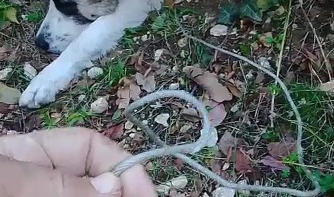 Yıldırım'da köpek tuzağa düşme olayı ve alınan önlemler hakkında detaylı